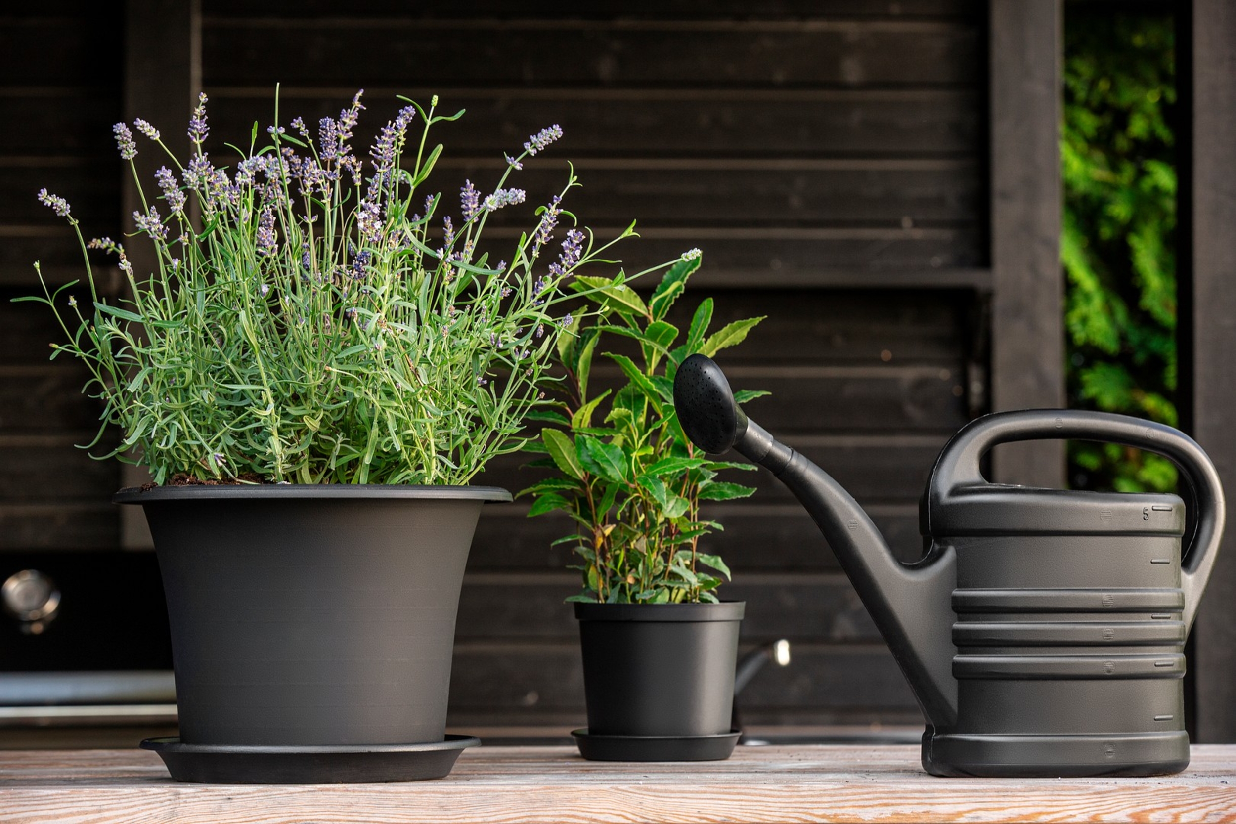 Entretien des plantes