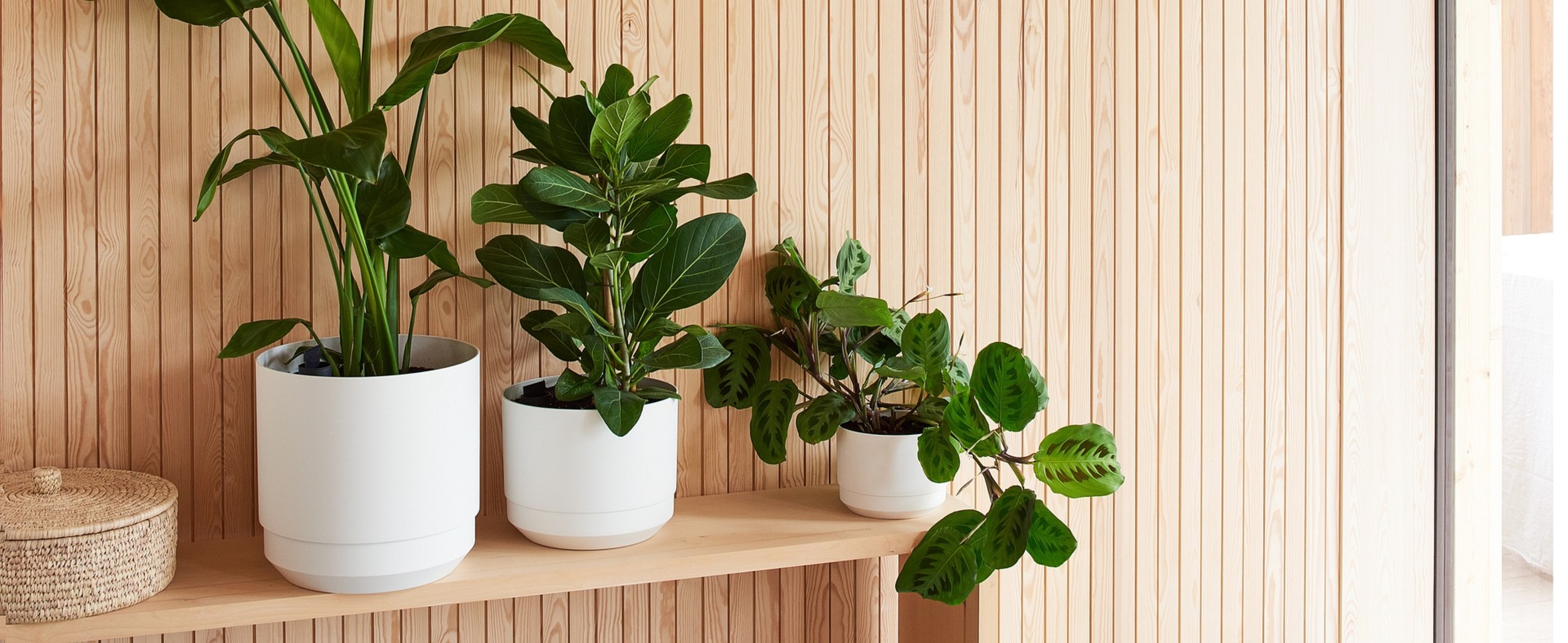 Pots à reserve d’eau